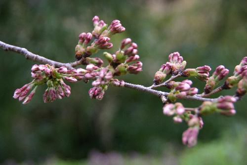 どこよりも早い烏帽子山公園桜情報
