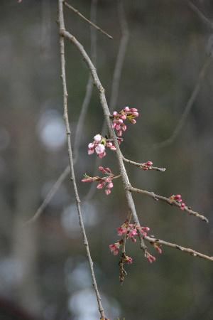 烏帽子山公園桜情報　咲いた桜を一輪見つけました