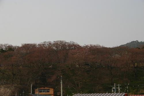 記念館の窓から　烏帽子山公園を眺めてみると