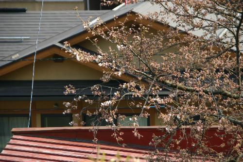 烏帽子山公園の桜が咲いてます
