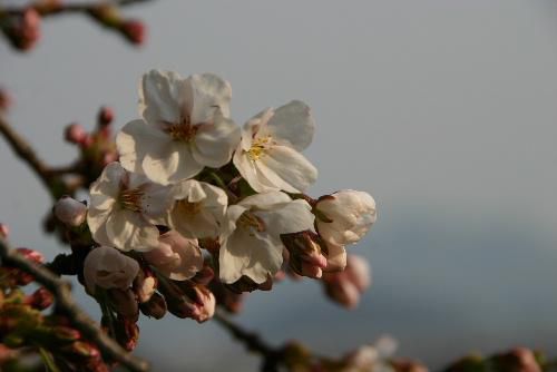 烏帽子山公園の桜は咲き始め　こんなに咲いてます