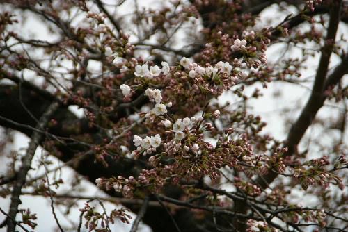 烏帽子山公園もついに桜の開花宣言