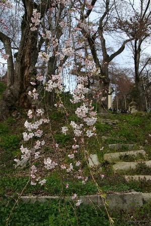 烏帽子山八幡宮の大鳥居をバックにしだれ桜