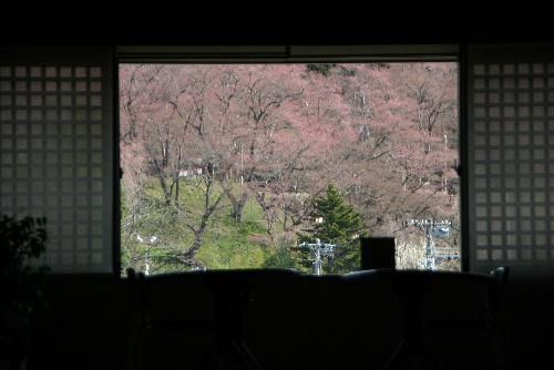 記念館階段の踊り場から２段目が絶景の桜ビューポイント
