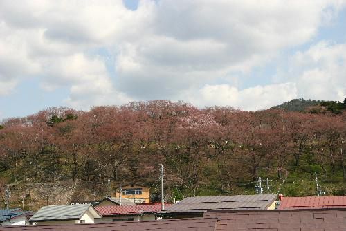 烏帽子山公園の桜は咲き始め