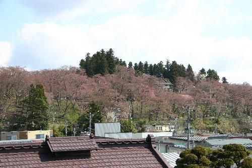 烏帽子山公園の桜の満開は来週の半ば以降