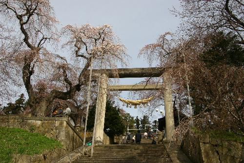 烏帽子山八幡宮大鳥居のしだれ桜も開花