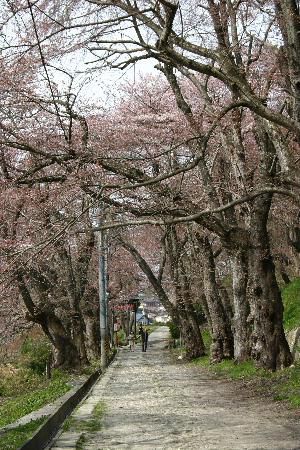 烏帽子山千本桜　今週末は見事な桜が見られるかも