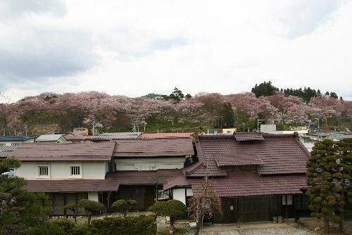 ４月２２日午後２時３０分現在の烏帽子山公園の桜（記念館２階の窓から）１