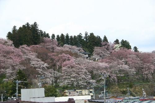 ４月２２日午後２時３０分現在の烏帽子山公園の桜（記念館２階の窓から）２