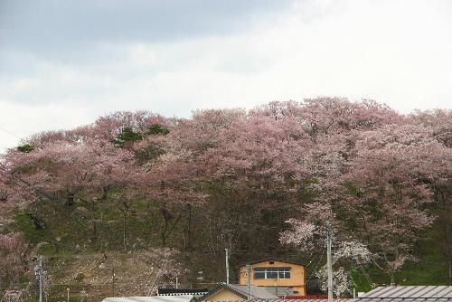４月２２日午後２時３０分現在の烏帽子山公園の桜（記念館２階の窓から）３