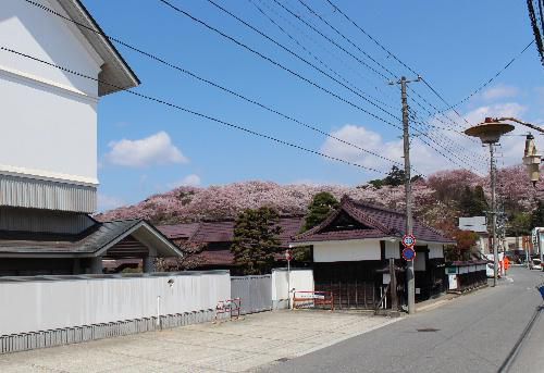４月２３日水曜日午後２時　結城豊太郎記念館表門と烏帽子山公園の桜