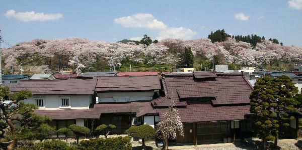 烏帽子山公園の桜は満開？