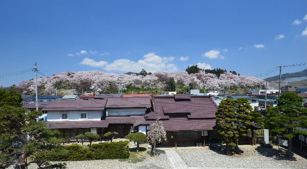 好い天気です。桜も満開、写真日和。烏帽子山公園の桜は近年になくキレイ