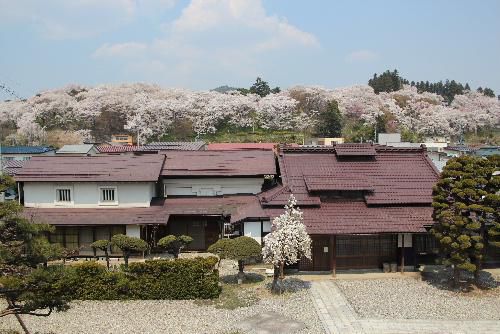 記念館の桜も烏帽子山公園の桜も満開