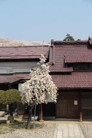結城豊太郎先生生誕１００年の桜も満開