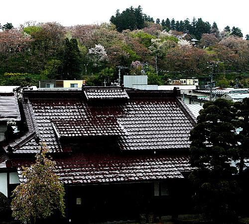 烏帽子山公園の桜もついに緑に染まり始めました