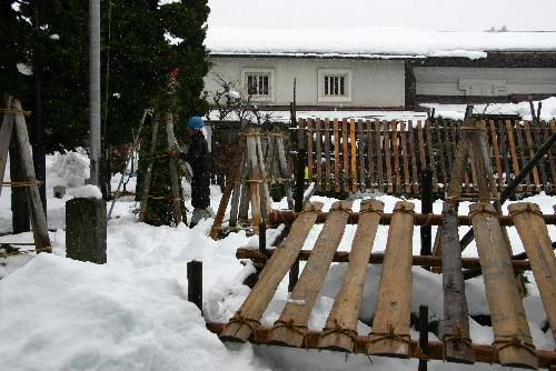 想定外の大雪　樹木の雪囲いに大わらわ