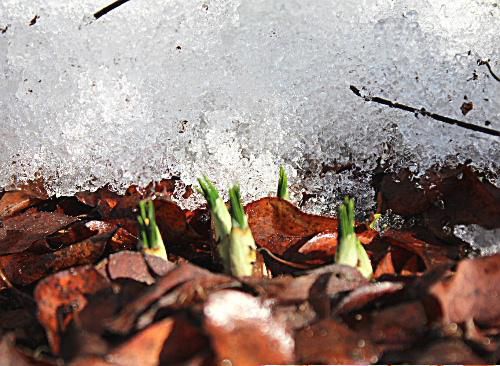 早く春がこ～い　クロッカスの芽が雪の中で