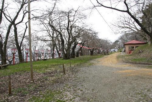 桜の開花もうすぐか　蕾が膨らんできました