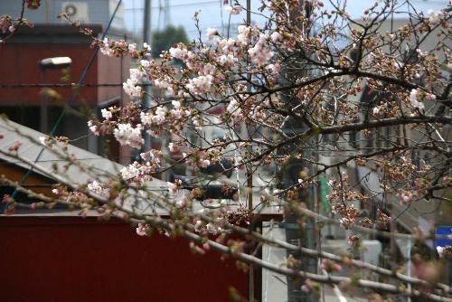 烏帽子山公園の桜が開花宣言