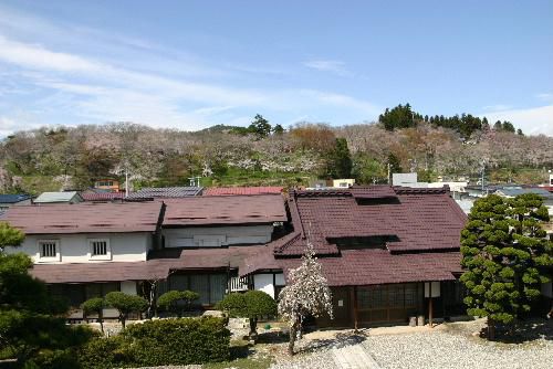 烏帽子山公園の桜が満開　これで？