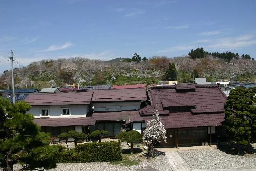 烏帽子山公園の最新桜情報