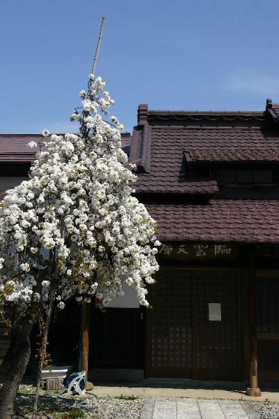 臨雲文庫前の桜が満開