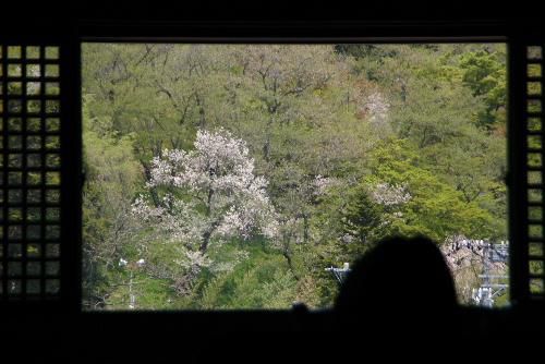 烏帽子山公園もすっかり新緑　今年の桜は終わったぁ～