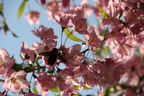 遅咲きの桜ではなくハナカイドウかな？