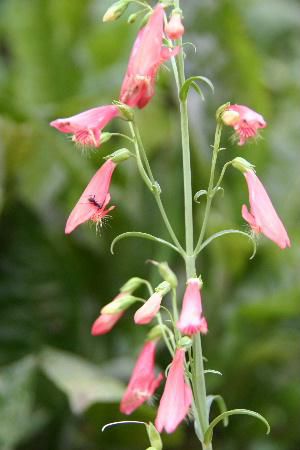 梅雨の合間に　ピンクの夏の花？　