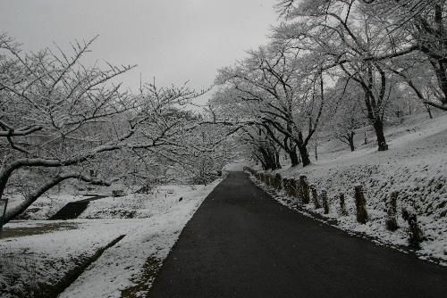 雪の花が見事に咲きました