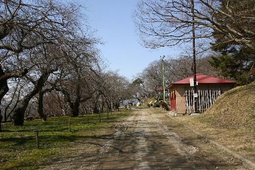 烏帽子山公園の桜開花情報　まだ蕾は堅そう