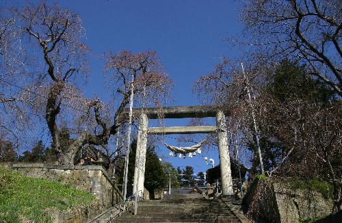 烏帽子山公園のしだれ桜が数輪開花