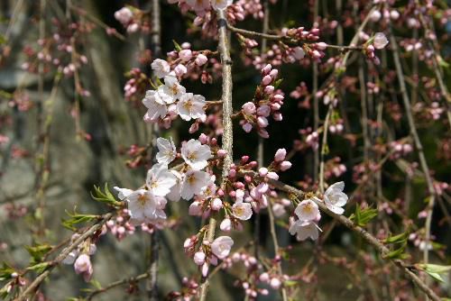烏帽子山公園の桜が咲いた　いよいよ桜の季節がやってきました