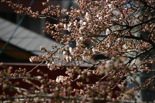 烏帽子山公園の桜　開花宣言？　ソメイヨシノが咲き始めたよ