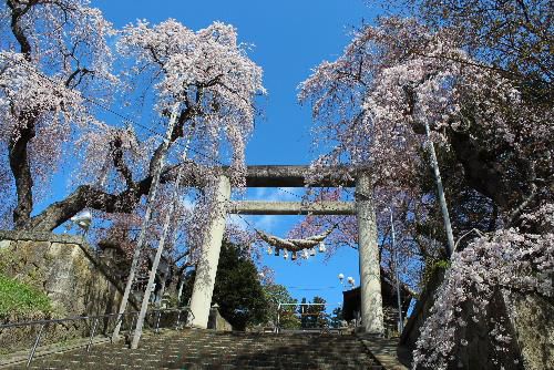 烏帽子山千本桜探訪　３分咲き？　処によっては満開も