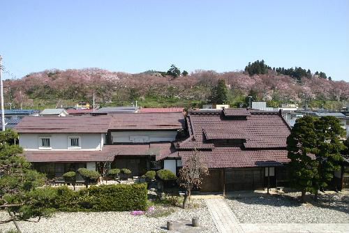 烏帽子山講演がピンクに染まってきました　記念館のアーモンドも開花