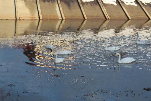 吉野川の土場橋下流に今年も白鳥が飛来　まもなく北に帰るのだろうか