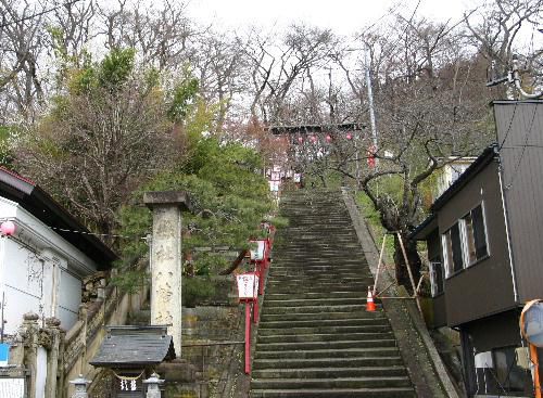 南陽市烏帽子山公園桜情報　東側の東正寺参道入り口のシダレ桜がまもなく開花か