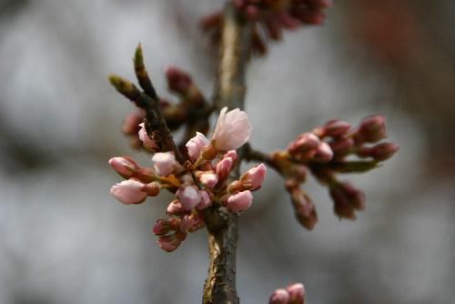 南陽市烏帽子山公園桜情報　東正寺山門入口のシダレ桜が一輪開花