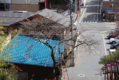 烏帽子山公園の桜がようやく開花　大鳥居のしめ縄の架け替え