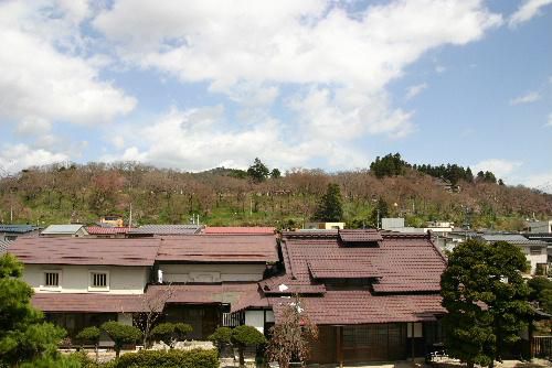 烏帽子山公園の桜情報　山全体がほんのり赤くなったかなぁ～