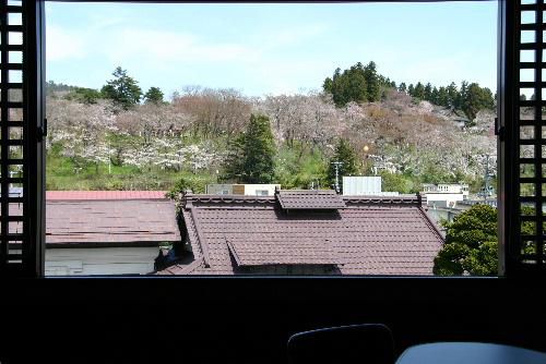 烏帽子山公園桜開花状況　４月２２日（土）午前１１時現在　　