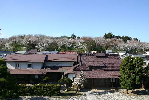 烏帽子山公園の桜情報　　４月２４日