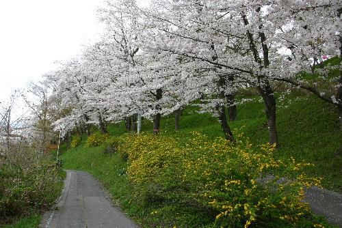 ４月２６日の烏帽子山公園の桜情報