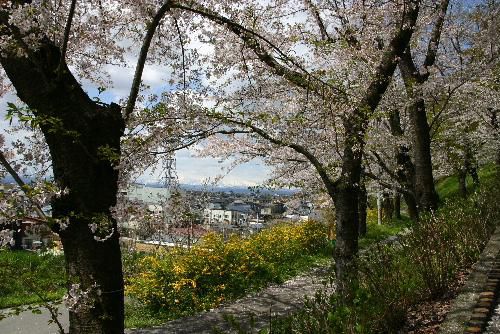 ４月２８日の烏帽子山公園桜情報　満開から散り始めか　