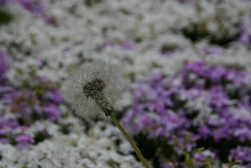 春の終わり　記念館の芝桜も枯れ始めました