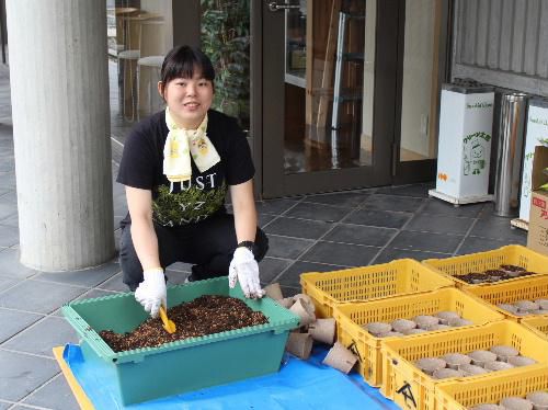 十分一山にひまわり「サンリッチ」を植栽