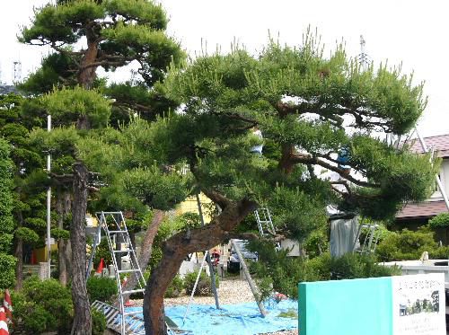 記念館の庭木の剪定　松の木のビフォー・アフター